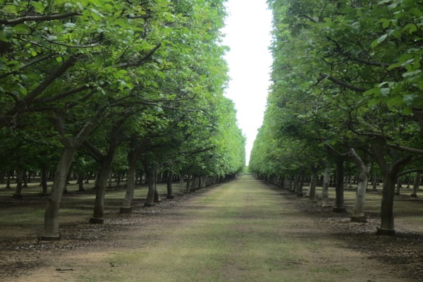 bahce-kurma-ve-bakim