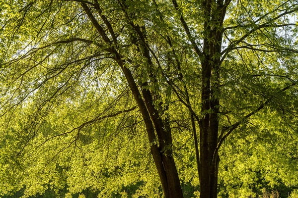 ceviz-hastaliklari-ve-zararlilari