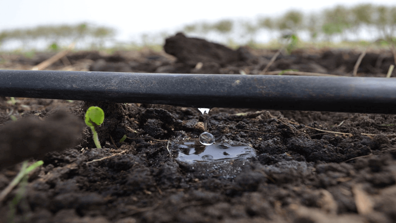 ceviz-bahcesi-damla-sulamanin-onemi