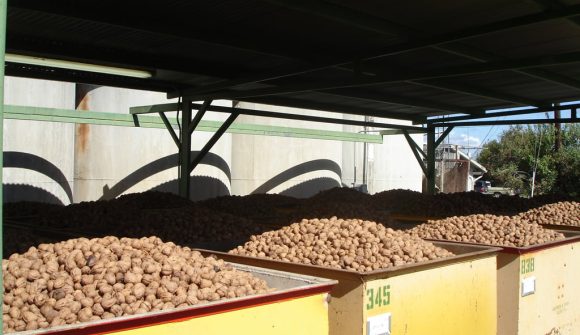 chandler-ceviz-kurutma